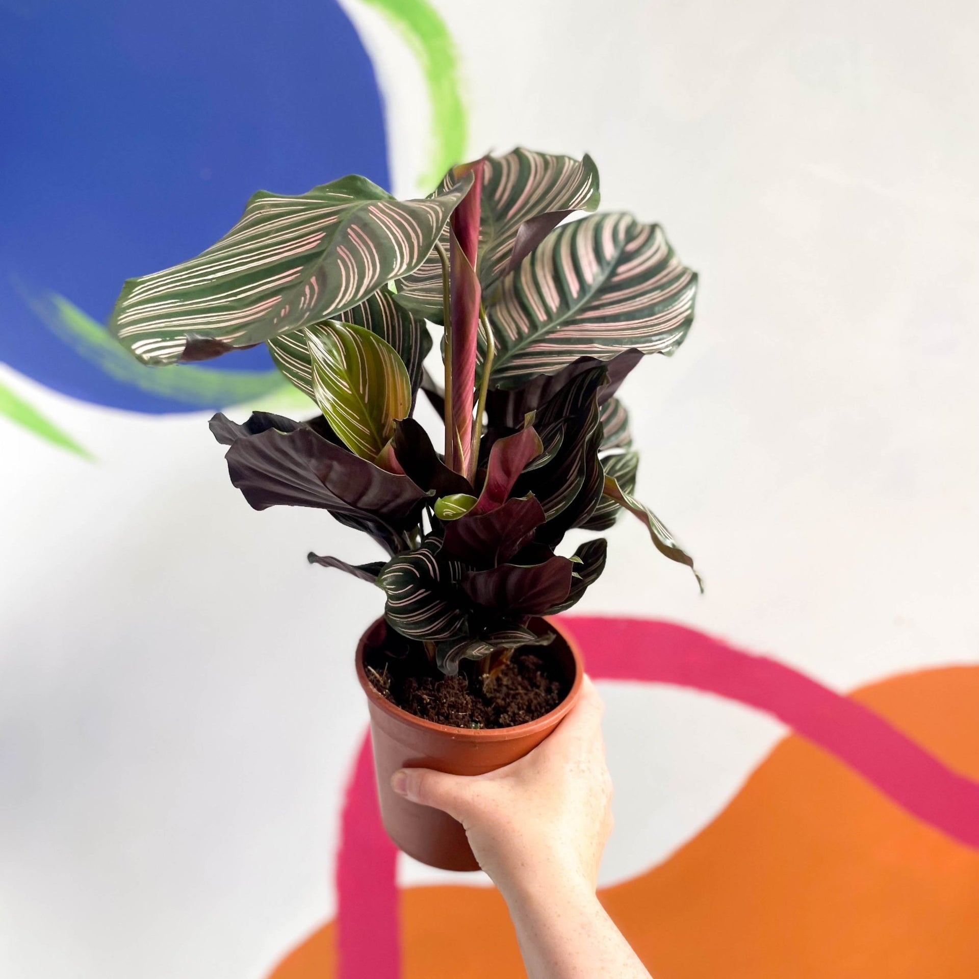 Calathea ornata 'Sanderiana'