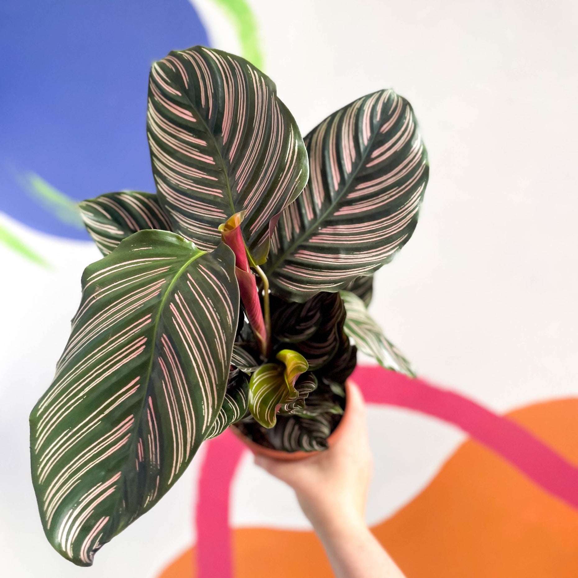 Calathea ornata ‘Sanderiana’ - Pink Pinstripe – Sprouts of Bristol