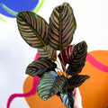 Pink Pinstripe Plant - Calathea ornata ‘Sanderiana’ - Sprouts of Bristol