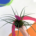 Pink Quill Plant - Tillandsia cyanea - Sprouts of Bristol