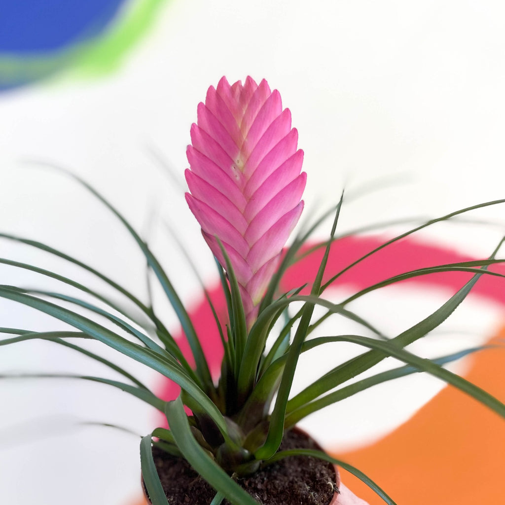 Pink Quill Plant - Tillandsia cyanea - Sprouts of Bristol