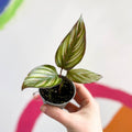 Pinstripe Plant - Calathea ornata 'Mieli' - Sprouts of Bristol