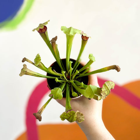 Pitcher Plant - Sarracenia 'Fiona' - Sprouts of Bristol