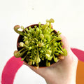 Pitcher Plant - Sarracenia leucophylla x psittacina ‘Scarlet Belle’ - Sprouts of Bristol