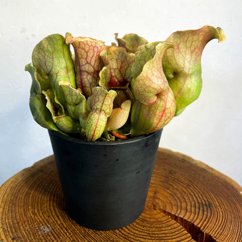 Pitcher Plant - Sarracenia purpurea - Sprouts of Bristol
