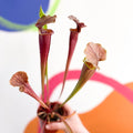 Pitcher Plant - Sarracenia 'Tygo' - Sprouts of Bristol