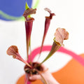 Pitcher Plant - Sarracenia 'Tygo' - Sprouts of Bristol