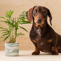 Plant Animal Dachshund - Sprouts of Bristol