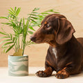 Plant Animal Dachshund - Sprouts of Bristol
