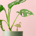 Plant Animal Flamingo - Sprouts of Bristol