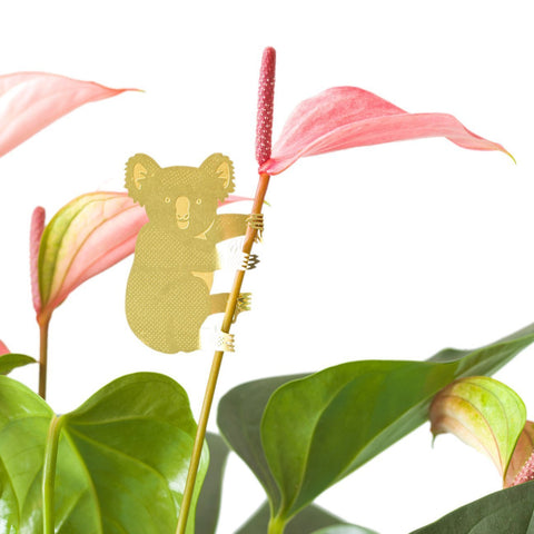 Plant Animal Koala - Sprouts of Bristol