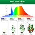 Plant Grow Light Bulbs - Sprouts of Bristol