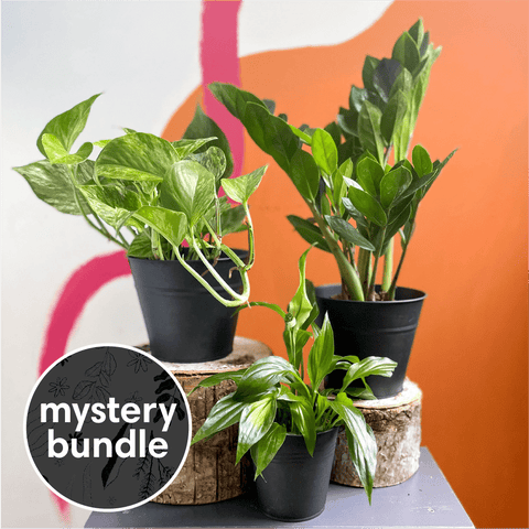 Plant Novice Mystery Plant Bundle | Subscription Available | House Plant Lucky Dip Gift Set | House Warming Present - Sprouts of Bristol