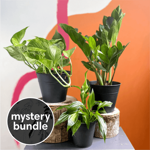 house plant gifts uk Plant Novice Mystery Plant Bundle | Subscription Available