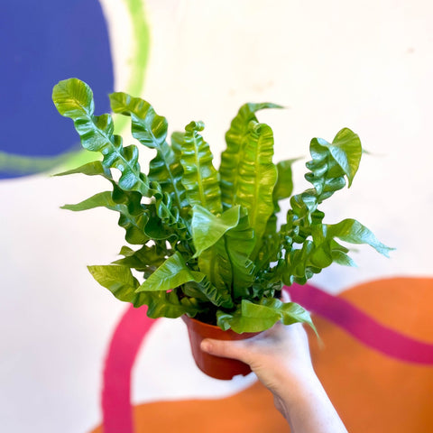 curly bird's nest fern Asplenium nidus 'Crispy Wave'