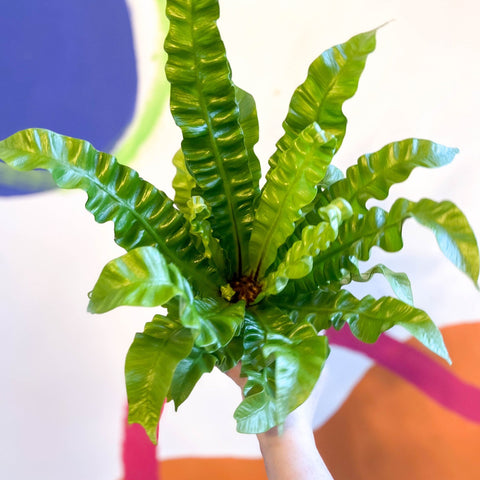 bird's nest fern brown tips Asplenium nidus 'Crispy Wave'