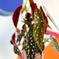 Polka Dot Begonia - Begonia maculata - British Grown - Sprouts of Bristol