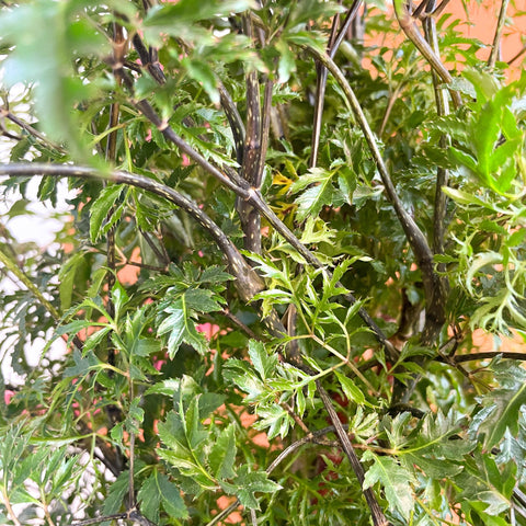 Polyscias fruticosa 'Ming' - Sprouts of Bristol