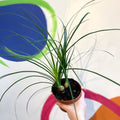 Ponytail Palm - Beaucarnea recurvata - Sprouts of Bristol