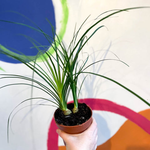 baby ponytail palm house plant Beaucarnea recurvata