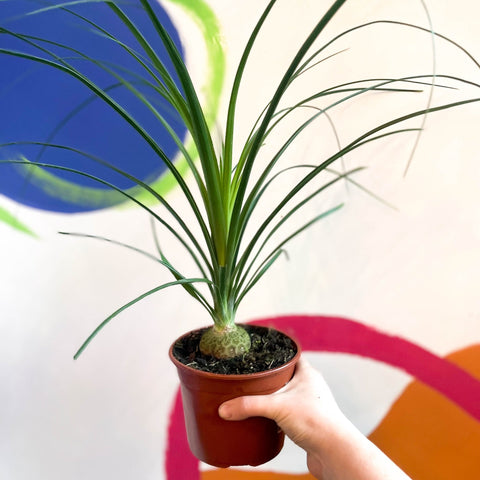 ponytail palm sprouts Ponytail Palm - Beaucarnea recurvata