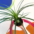 Ponytail Palm - Beaucarnea recurvata - British Grown - Sprouts of Bristol