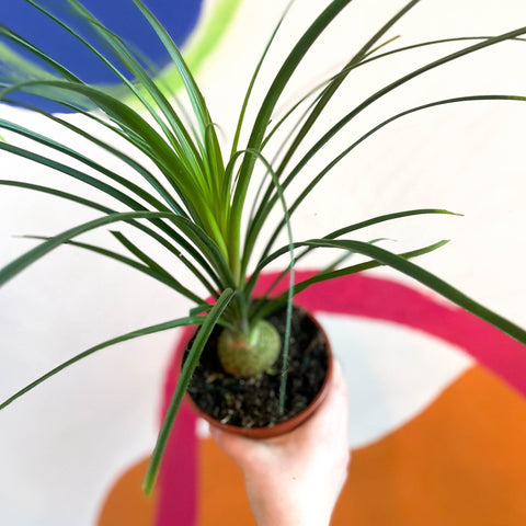 ponytail palm uk Ponytail Palm - Beaucarnea recurvata