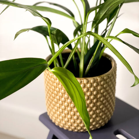pothos amplifolia Epipremnum amplissimum