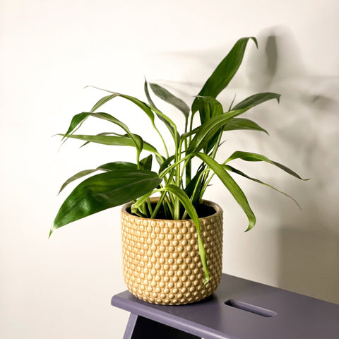 pothos amplifolia Epipremnum amplissimum