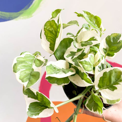 njoy pothos scientific name Epipremnum aureum 'Njoy'