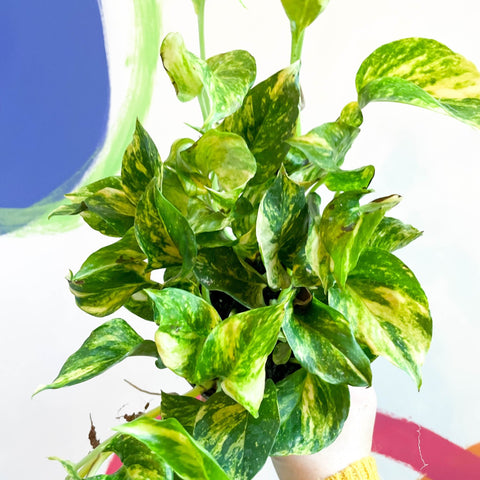 golden variegated pothos Epipremnum aureum 'N'Joy Gold' – Golden Variegated Pothos – Sprouts of Bristol
