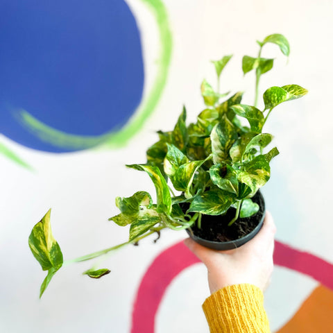 pothos n joy yellow leaves Epipremnum aureum 'N'Joy Gold' – Golden Variegated Pothos – Sprouts of Bristol