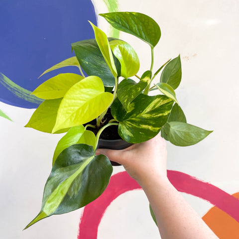 mixed pothos Pothos / Philodendron mix in pot – Sprouts of Bristol