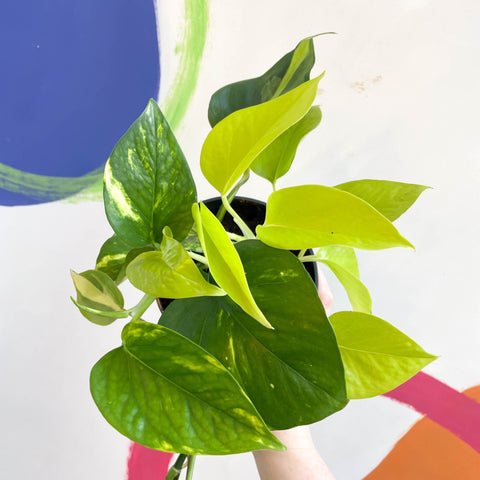 Pothos / Philodendron mix in pot - Sprouts of Bristol