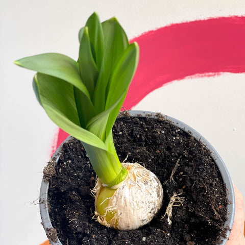 can you plant allium bulbs in pots Potted Allium – Sprouts of Bristol