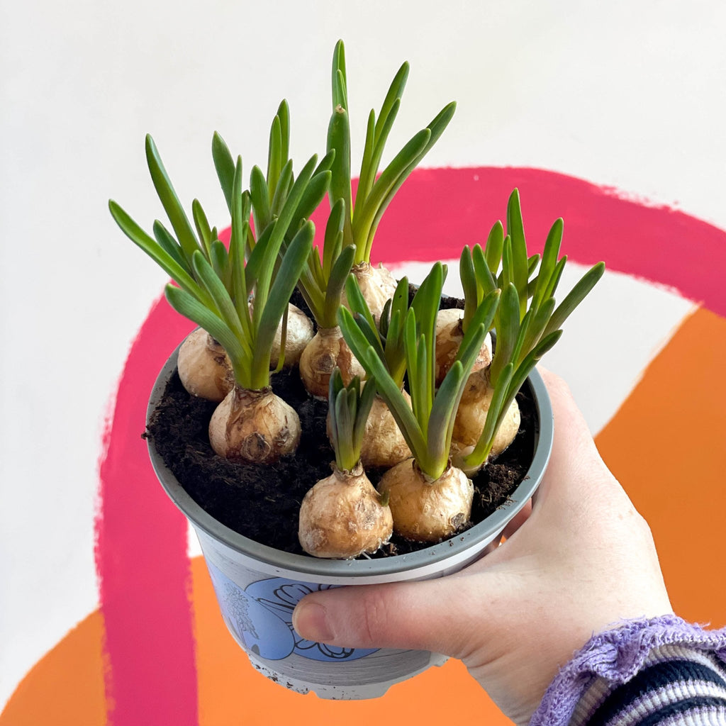 Potted Grape Hyacinth Bulbs - Muscari - Sprouts of Bristol