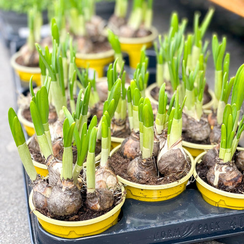Potted Miniature Daffodil Bulbs - Narcissus 'Tete a Tete' - Sprouts of Bristol