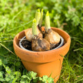 Potted Miniature Daffodils - Narcissus 'Tete a Tete' - Sprouts of Bristol