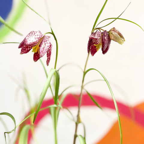 Potted Snake's Head Fritillary Bulbs - Fritillaria meleagris - Sprouts of Bristol