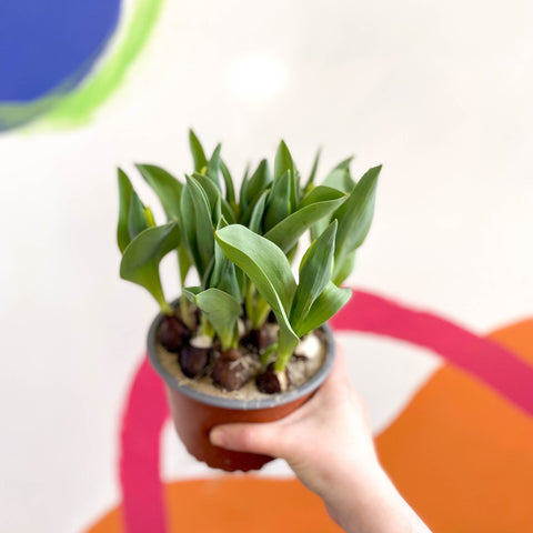 tulip house plant Potted Tulip Bulbs