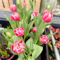 Potted Tulip Bulbs - Tulipa 'Columbus' Welsh Grown - Sprouts of Bristol