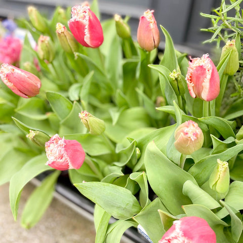 Potted Tulip Bulbs - Tulipa 'New Santa' Welsh Grown - Sprouts of Bristol