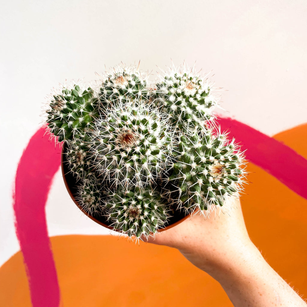 Powder Puff Cactus - Mammillaria bocasana - Sprouts of Bristol