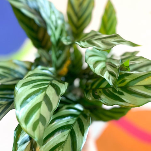 concinna prayer plant Calathea concinna 'Freddie'