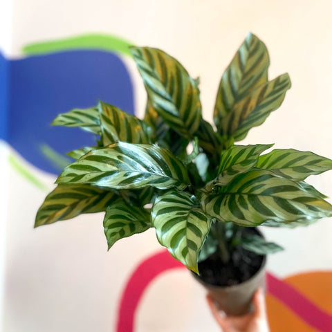prayer plant freddie Calathea concinna 'Freddie'