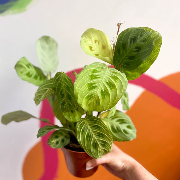 prayer plant with pink veins Prayer Plant