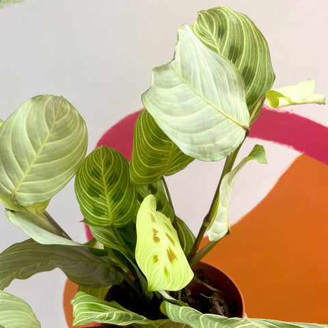 Prayer Plant - Maranta leuconeura 'Fantasy' / 'Light Veins' - Sprouts of Bristol