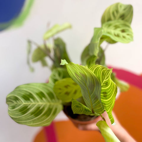 Prayer Plant - Maranta leuconeura 'Fantasy' / 'Light Veins' - Sprouts of Bristol