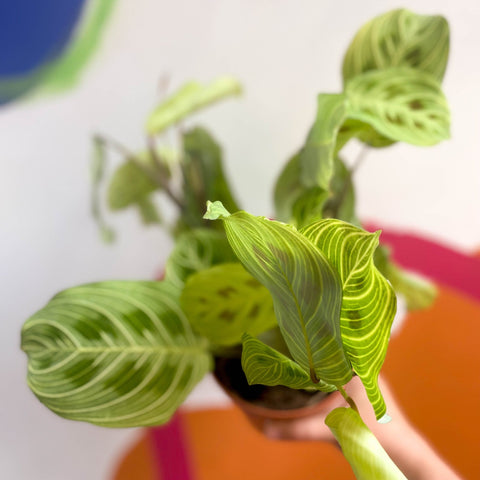 prayer plant new leaves pale Prayer Plant