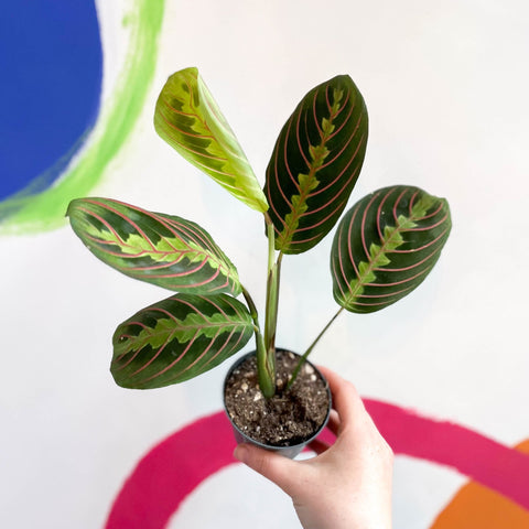 prayer plant tricolor Maranta leuconeura 'Fascinator Tricolor'